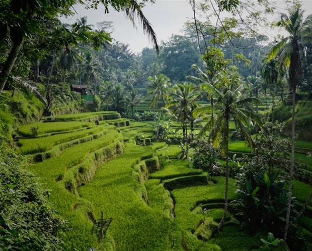 Ubud, Bali: Culture and Nature in the Heart of the Island