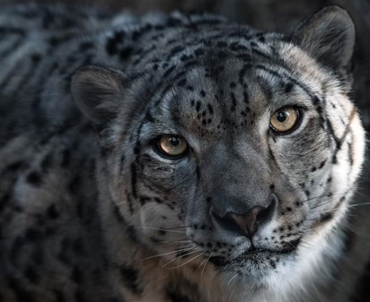 The Snow Leopard: The Mysterious Ghost of the Mountains