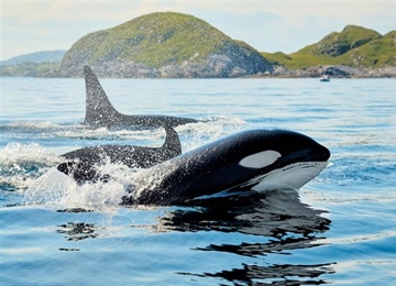 The Orca: An Intelligent Hunter With a Complex Family Life