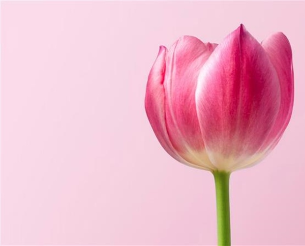 Tulips: The Colorful Flowers That Transformed European Gardens