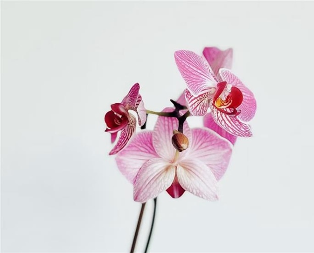 Orchids: Some of the Most Diverse Flowers on Earth