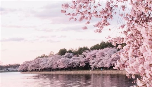 Cherry Blossoms: The Flowers That Turn Spring Into a Celebration