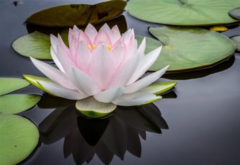 Lotus Flowers: Beauty Rising From the Water