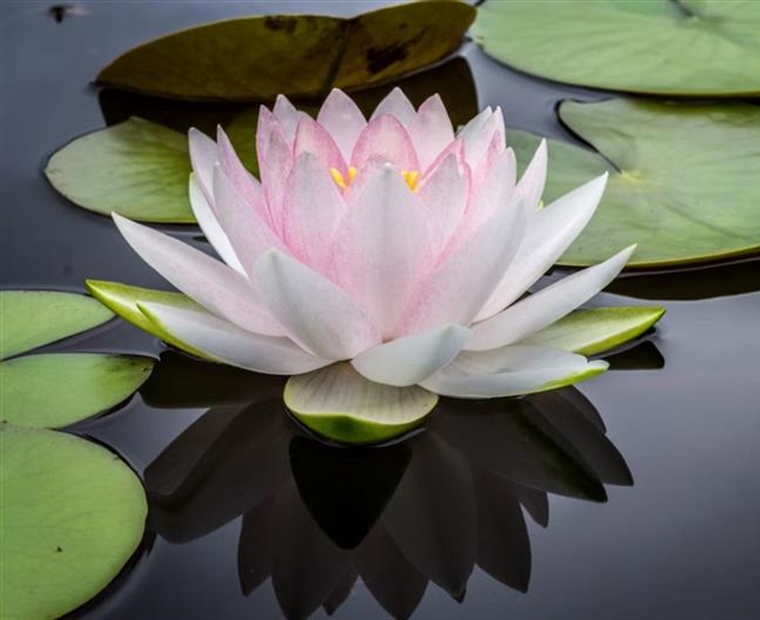 Lotus Flowers: Beauty Rising From the Water