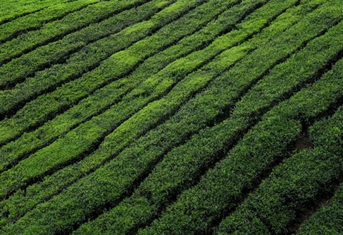 Tea: A Beverage With Thousands of Years of History