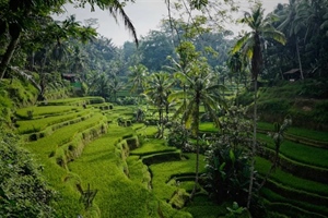 Ubud, Bali: Culture and Nature in the Heart of the Island