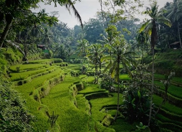 Ubud, Bali: Culture and Nature in the Heart of the Island