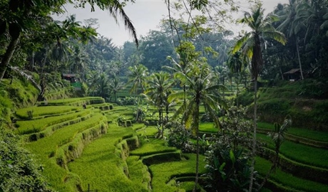 Ubud, Bali: Culture and Nature in the Heart of the Island