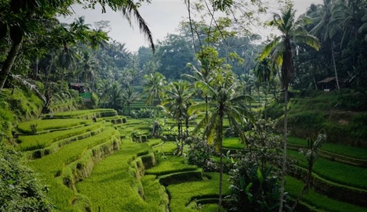 Ubud, Bali: Culture and Nature in the Heart of the Island