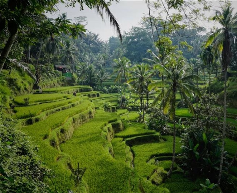 Ubud, Bali: Culture and Nature in the Heart of the Island