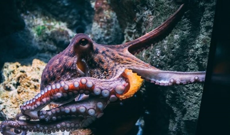 The Octopus: One of the Ocean’s Most Intelligent Animals
