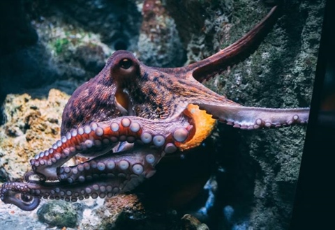 The Octopus: One of the Ocean’s Most Intelligent Animals