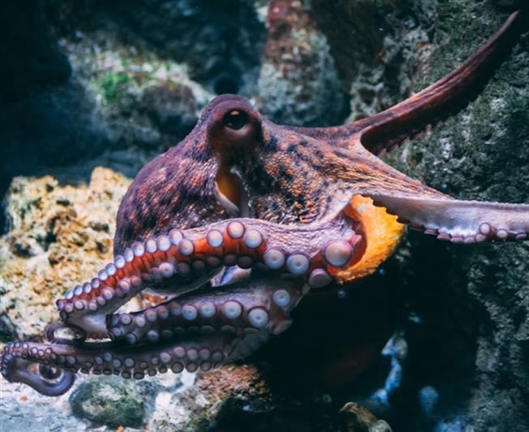 The Octopus: One of the Ocean’s Most Intelligent Animals