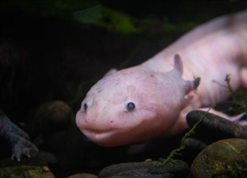 The Axolotl: The Salamander That Never Truly Grows Up