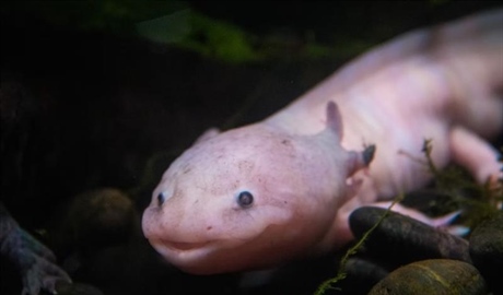 The Axolotl: The Salamander That Never Truly Grows Up