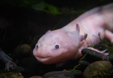The Axolotl: The Salamander That Never Truly Grows Up
