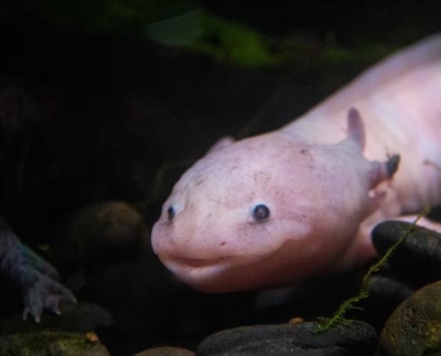 The Axolotl: The Salamander That Never Truly Grows Up