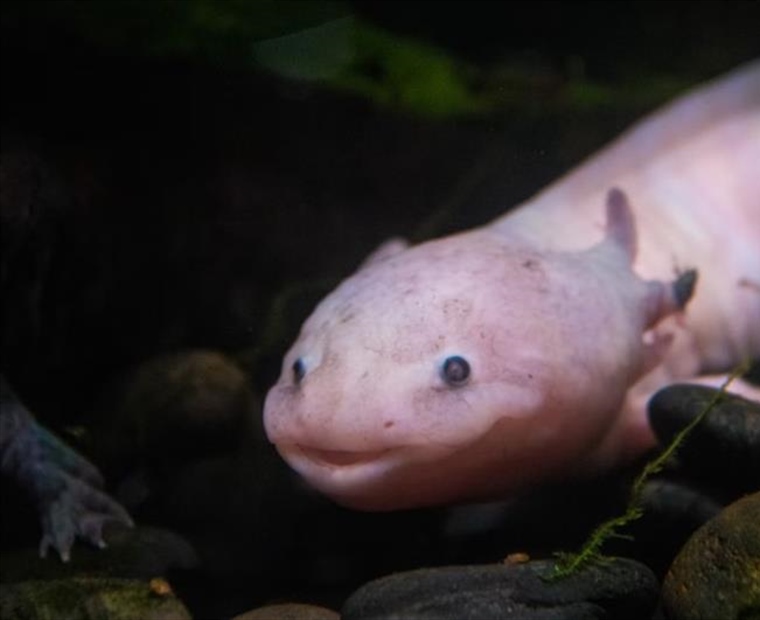 The Axolotl: The Salamander That Never Truly Grows Up