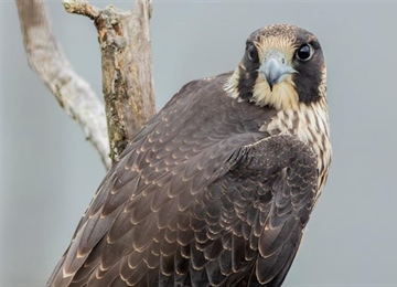 The Peregrine Falcon: The Fastest Animal on Earth