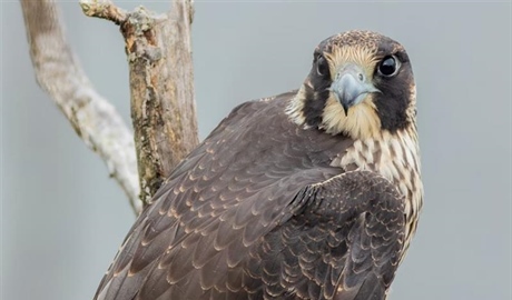 The Peregrine Falcon: The Fastest Animal on Earth