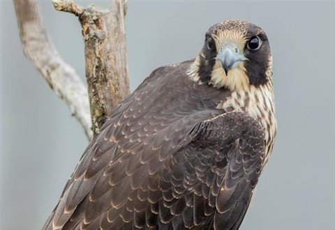 The Peregrine Falcon: The Fastest Animal on Earth
