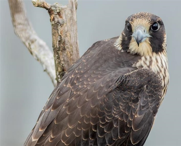 The Peregrine Falcon: The Fastest Animal on Earth