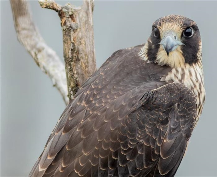 The Peregrine Falcon: The Fastest Animal on Earth