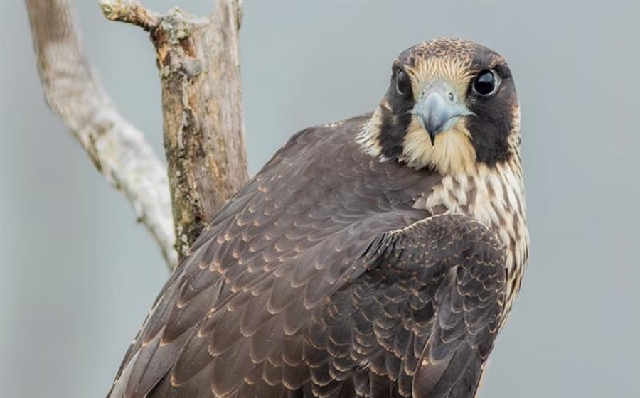 The Peregrine Falcon: The Fastest Animal on Earth