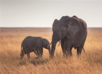 The African Elephant: The Giant That Shapes Entire Ecosystems