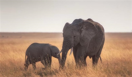 The African Elephant: The Giant That Shapes Entire Ecosystems
