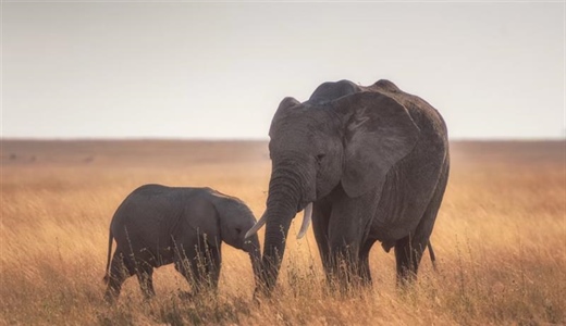 The African Elephant: The Giant That Shapes Entire Ecosystems