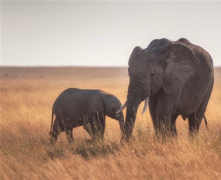 The African Elephant: The Giant That Shapes Entire Ecosystems