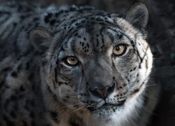 The Snow Leopard: The Mysterious Ghost of the Mountains