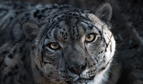 The Snow Leopard: The Mysterious Ghost of the Mountains