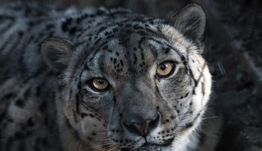 The Snow Leopard: The Mysterious Ghost of the Mountains