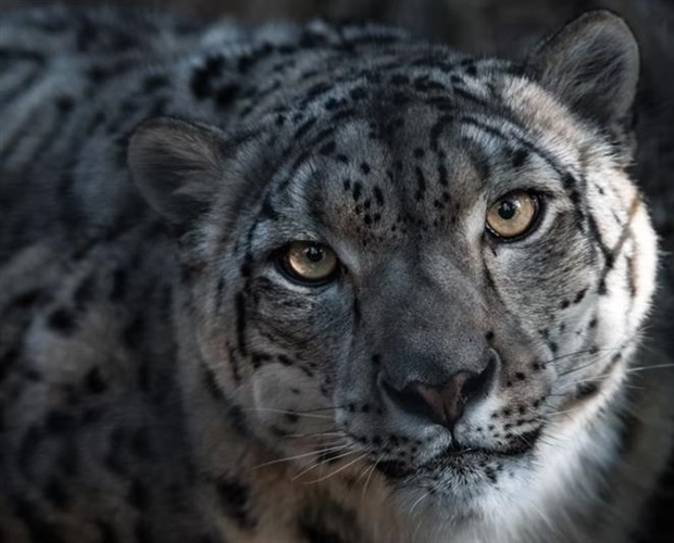 The Snow Leopard: The Mysterious Ghost of the Mountains