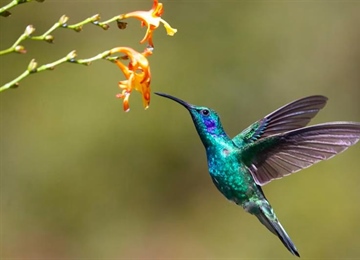 The Hummingbird: A Tiny Bird With Extraordinary Flying Skills