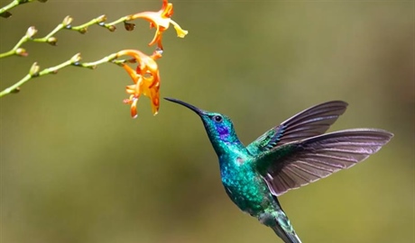 The Hummingbird: A Tiny Bird With Extraordinary Flying Skills