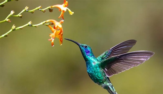 The Hummingbird: A Tiny Bird With Extraordinary Flying Skills