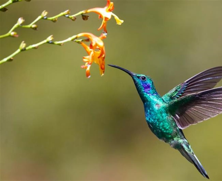 The Hummingbird: A Tiny Bird With Extraordinary Flying Skills