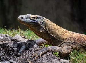 The Komodo Dragon: The World's Largest Living Lizard