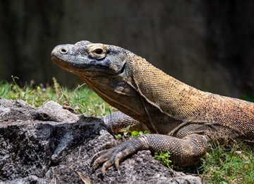 The Komodo Dragon: The World's Largest Living Lizard