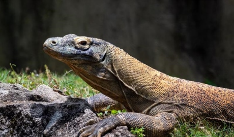 The Komodo Dragon: The World's Largest Living Lizard