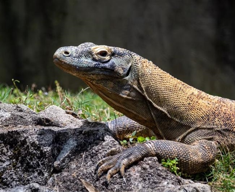 The Komodo Dragon: The World's Largest Living Lizard