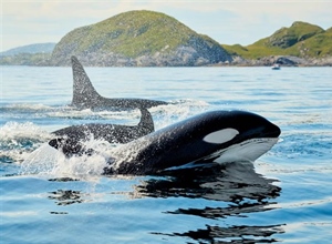 The Orca: An Intelligent Hunter With a Complex Family Life