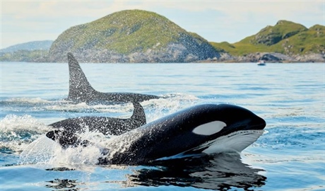 The Orca: An Intelligent Hunter With a Complex Family Life