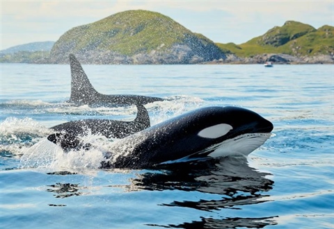 The Orca: An Intelligent Hunter With a Complex Family Life