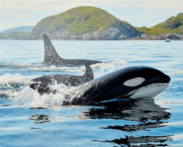 The Orca: An Intelligent Hunter With a Complex Family Life