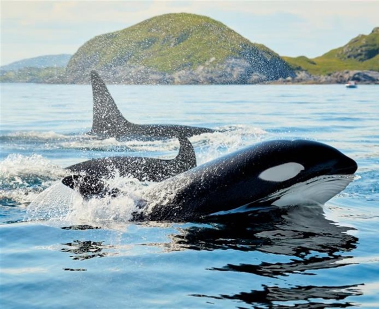 The Orca: An Intelligent Hunter With a Complex Family Life