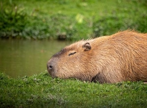The Capybara: The World's Largest Rodent